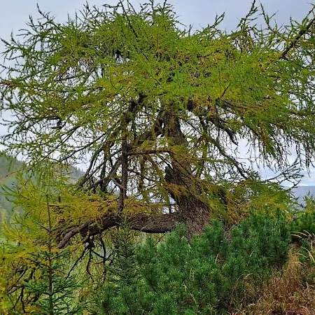 Haus Simone Lägenhet *