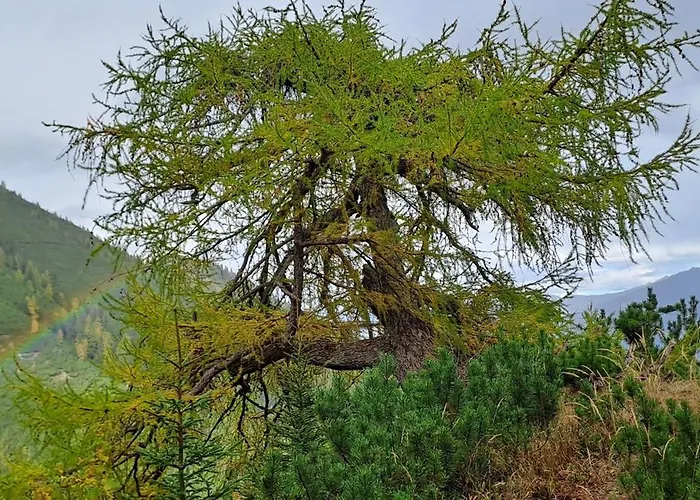 Haus Simone Apartment *